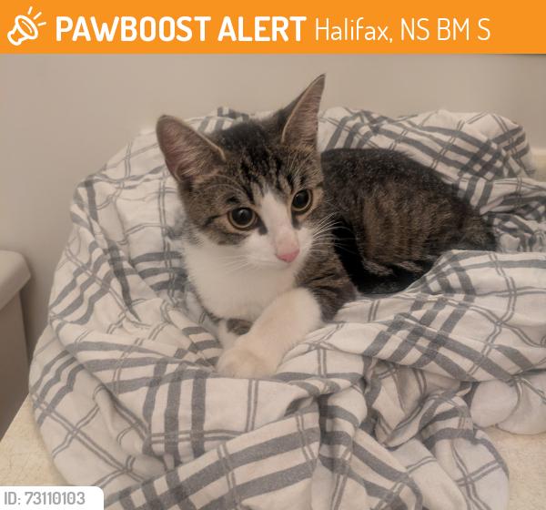 Found/Stray Male Cat last seen Near lincoln cross, Halifax, NS B3M 3S6