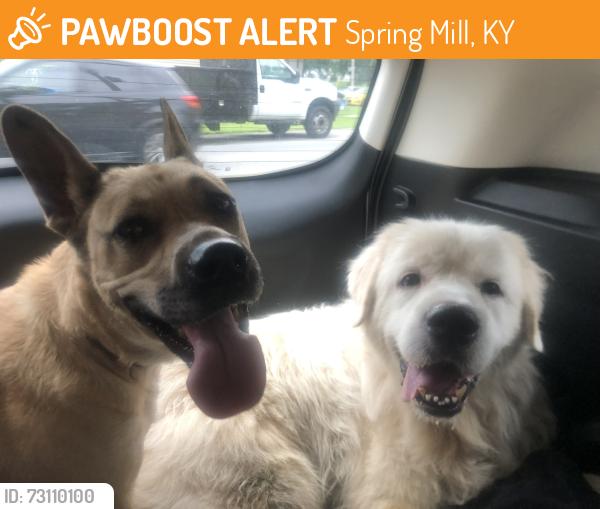 Found/Stray Unknown Dog last seen Vaughn Mill Road, Spring Mill, KY 40228