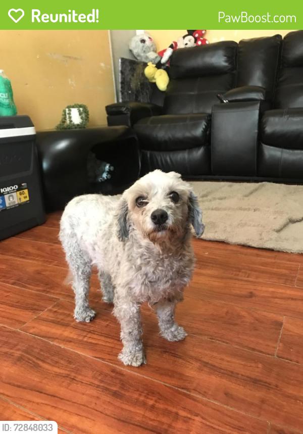 Reunited Male Dog last seen Imperial y Denver la ca, Los Angeles, CA 90003