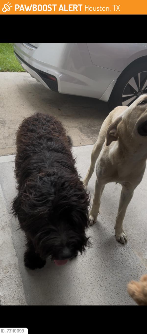 Found/Stray Unknown Dog last seen Imperial valley suburbs, Houston, TX 77090