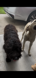 Found/Stray Unknown Dog last seen Imperial valley suburbs, Houston, TX 77090