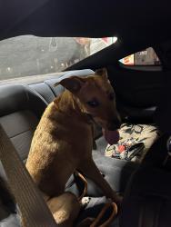 Reunited Female Dog last seen Found at heb 26500 Kuykendahl Rd Tomball, TX 77375 United States, Spring, TX 77373