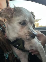 Reunited Female Dog last seen Flower Ave and Gilbert St, Fullerton, CA 92833