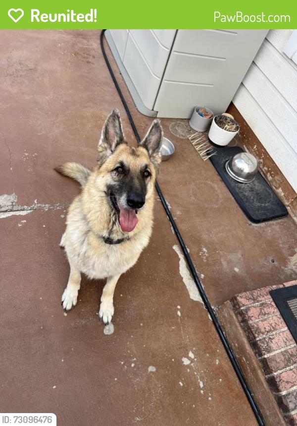 Reunited Male Dog last seen Longhorn Street, Fort Worth, TX 76179