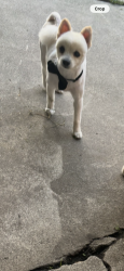Lost Male Dog last seen Mountain Ave Duarte ca, Duarte, CA 91010