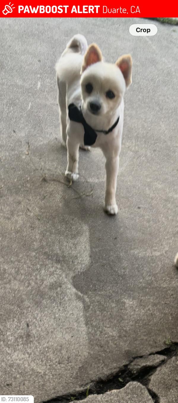 Lost Male Dog last seen Mountain Ave Duarte ca, Duarte, CA 91010