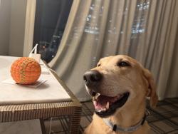 Reunited Male Dog last seen Cypress Pass Road in Spring Branch, TX, Spring Branch, TX 78070