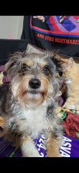 Reunited Male Dog last seen St Joseph’s hosp, Stockton, CA 95205