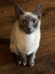 Lost Female Cat last seen 17th Street & Wood/Orozco Academy, Chicago, IL 60608