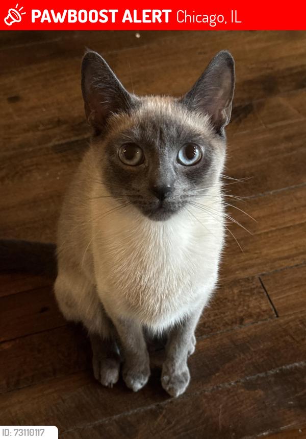 Lost Female Cat last seen 17th Street & Wood/Orozco Academy, Chicago, IL 60608
