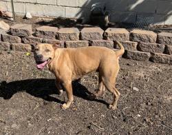 Reunited Unknown Dog last seen Weinrich Road, Las Cruces, NM 88007