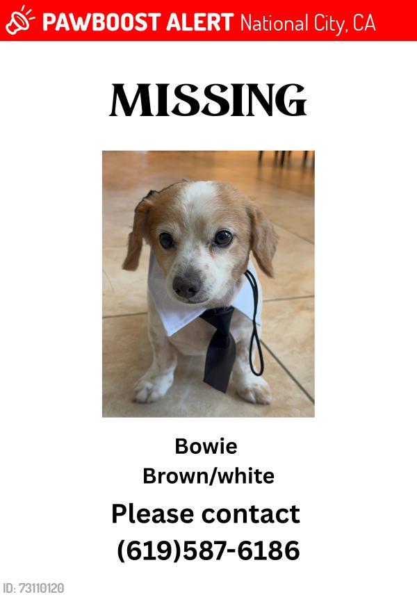 Lost Male Dog last seen E 14th street and Orange st national city, National City, CA 91950