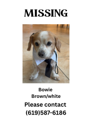 Lost Male Dog last seen E 14th street and Orange st national city, National City, CA 91950