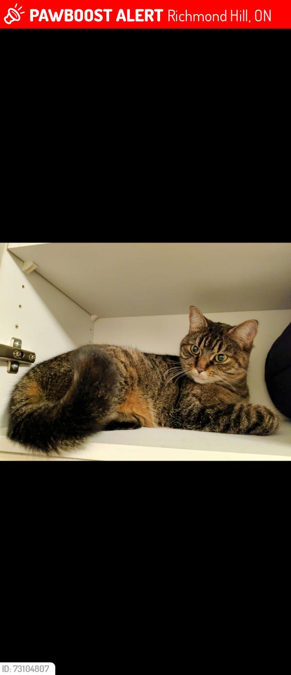 Lost Female Cat last seen Corpus Christi Catholic School, Richmond Hill, ON 