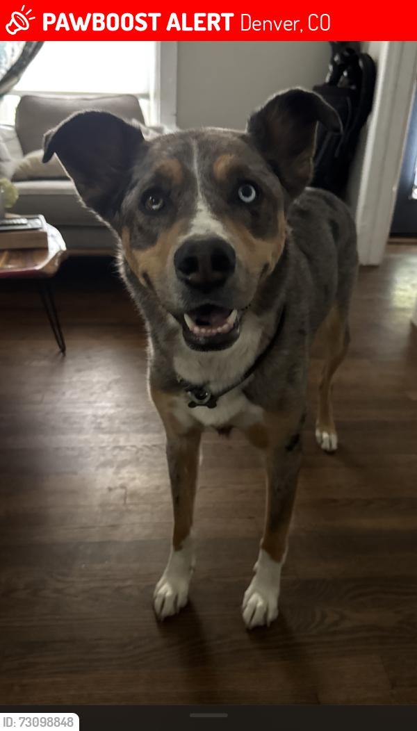 Lost Female Dog last seen 47th and race street denver co, Denver, CO 80216
