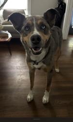 Lost Female Dog last seen 47th and race street denver co, Denver, CO 80216