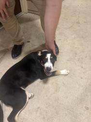 Found/Stray Male Dog last seen Brinker rd, loop 288, Denton, TX 76208