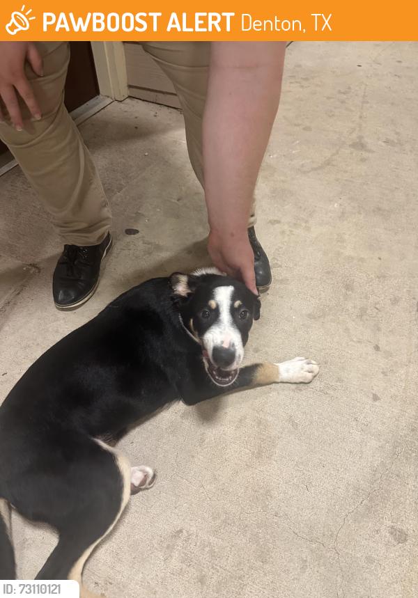 Found/Stray Male Dog last seen Brinker rd, loop 288, Denton, TX 76208