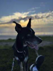 Reunited Male Dog last seen Woods Valley Road, Valley Center, Valley Center, CA 92082