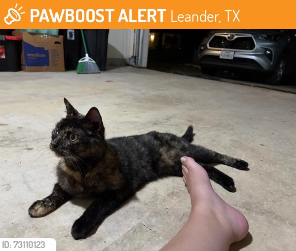 Found/Stray Unknown Cat last seen Leander,Texas, Leander, TX 78641