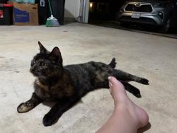 Found/Stray Unknown Cat last seen Leander,Texas, Leander, TX 78641