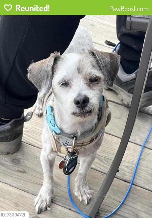 Reunited Female Dog last seen Flower St and S Gilbert St., Fullerton, CA 92832