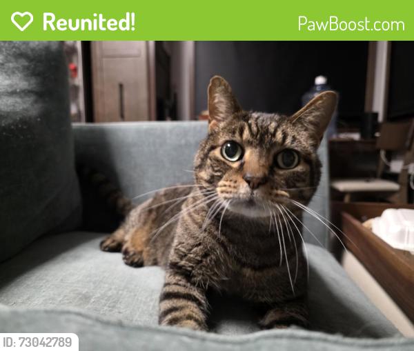 Reunited Male Cat last seen Near Harborview Rd, Blaine, WA 98230, USA, Blaine, WA 98230