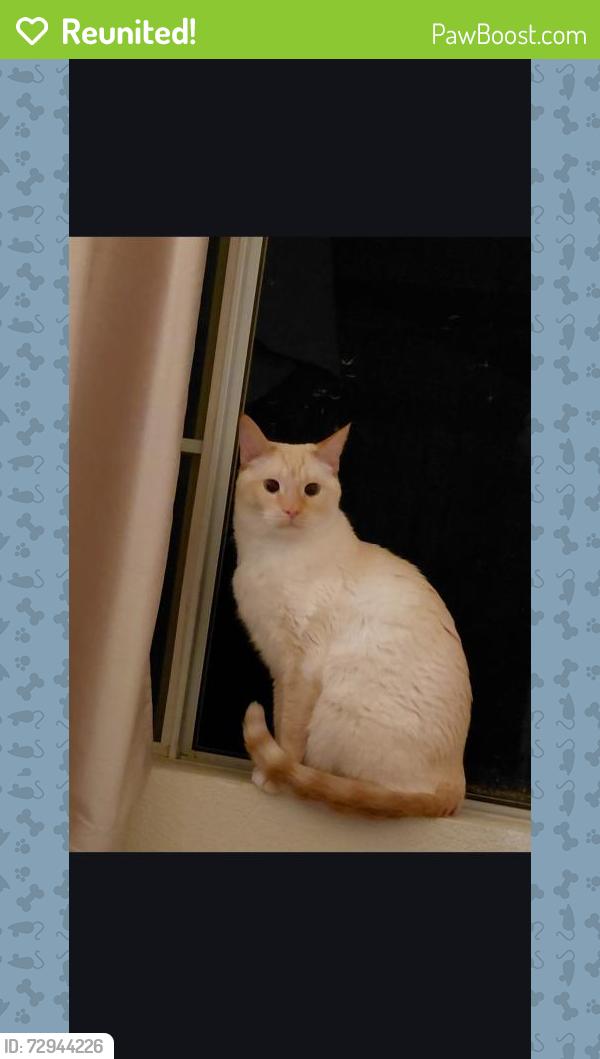 Reunited Male Cat last seen Grant st & Brentwood Blvd, Brentwood, CA 94513