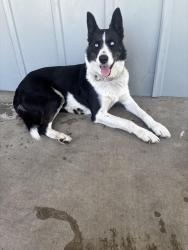 Found/Stray Female Dog last seen W Bianchi rd, Stockton, CA 95207