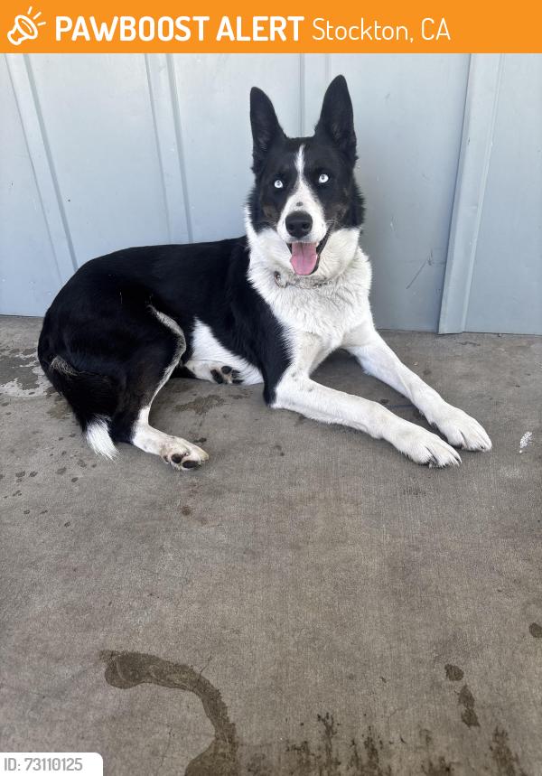 Found/Stray Female Dog last seen W Bianchi rd, Stockton, CA 95207