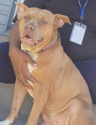 Reunited Female Dog last seen Locust St. and Hohman Ave., Hammond, IN 46324