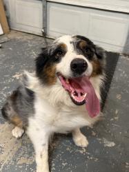 Reunited Male Dog last seen Space center/fairmont, Pasadena, TX 77505