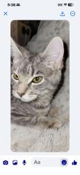 Lost Female Cat last seen ECE electric, Braham, MN 55006