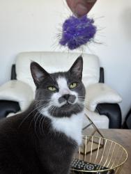 Lost Female Cat last seen Timberlands Drive, Red Deer, AB, Red Deer, AB 