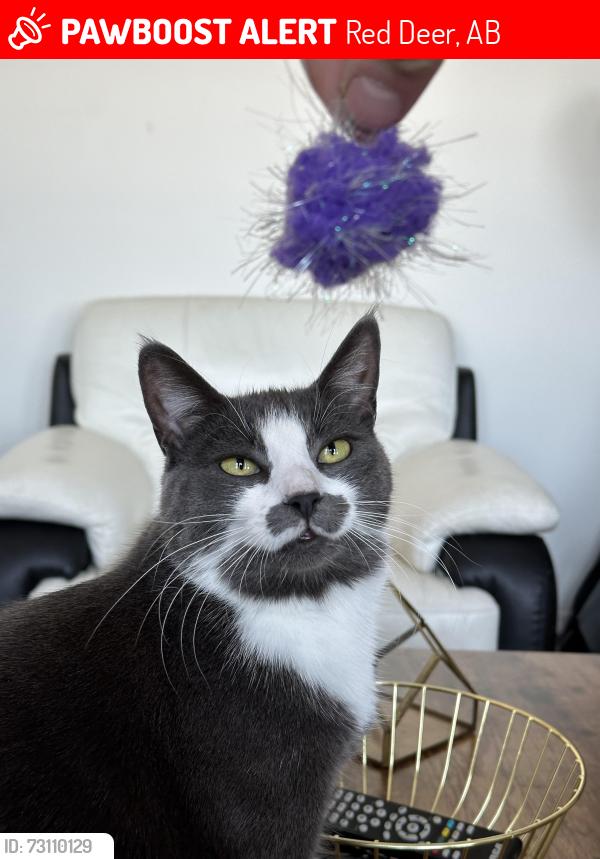 Lost Female Cat last seen Timberlands Drive, Red Deer, AB, Red Deer, AB 