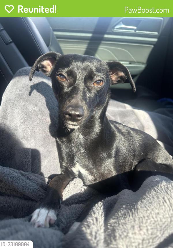 Reunited Female Dog last seen 558–598 W La Jolla St Placentia, CA 92870 United States, Placentia, CA 92870