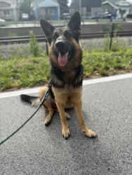 Reunited Female Dog last seen Locust St. and Hohman Ave., Hammond, IN 46324