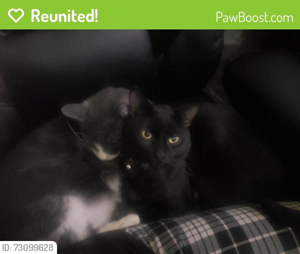 Reunited Male Cat last seen South Baker Ave (E Riverside and E Walnut), Ontario, CA 91761