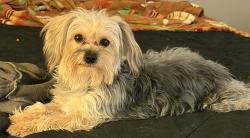 Lost Male Dog last seen 26th and Mitchell St, Milwaukee, WI 53204