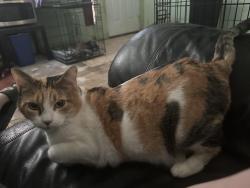 Lost Female Cat last seen Wallace, San Antonio, TX 78237