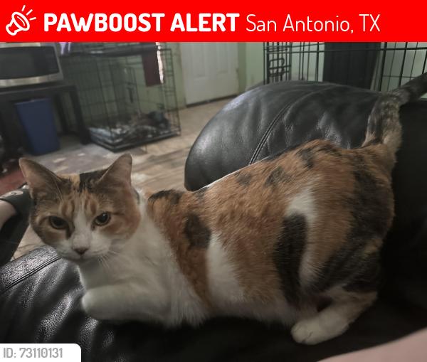 Lost Female Cat last seen Wallace, San Antonio, TX 78237