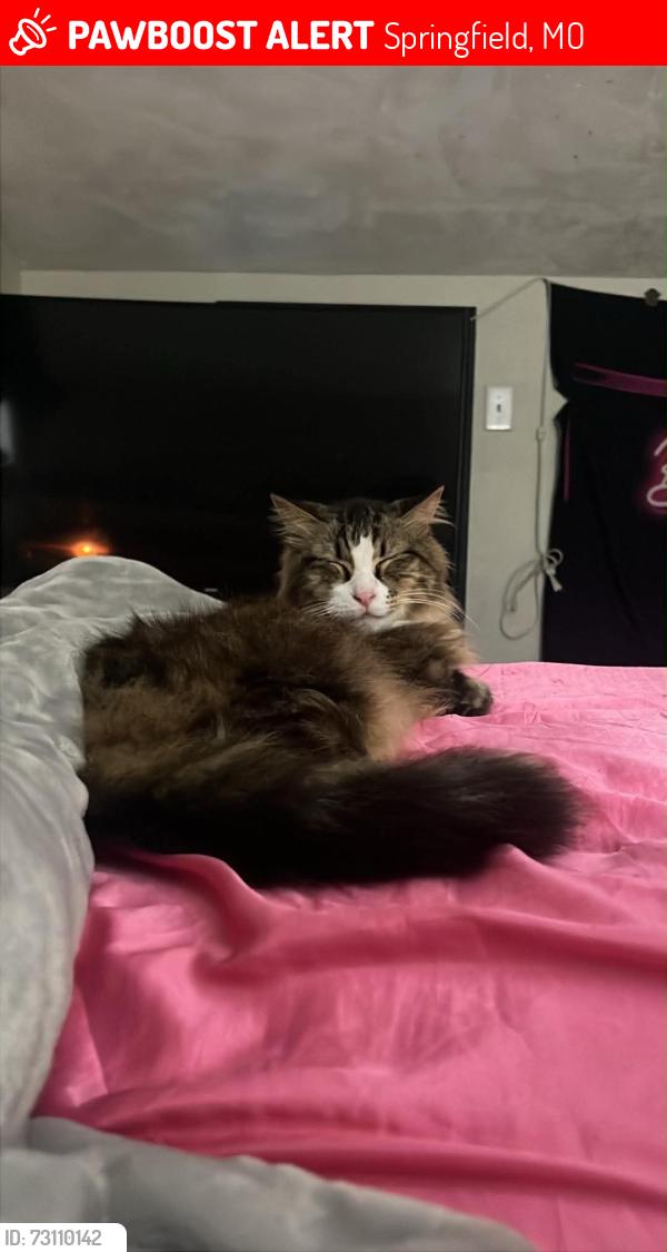 Lost Male Cat last seen Ran towards 8th, Springfield, MO 65802