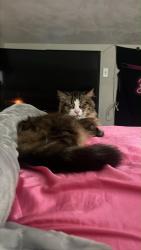 Lost Male Cat last seen Ran towards 8th, Springfield, MO 65802