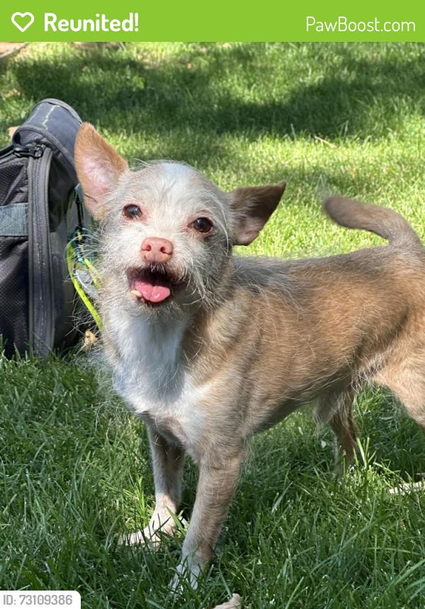 Reunited Male Dog last seen 99th and Dodge Drive, Northglenn, CO 80260