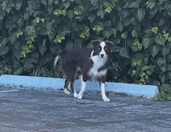 Found/Stray Unknown Dog last seen Castro St. and Fairmont Ave, Mountain View, CA 94041