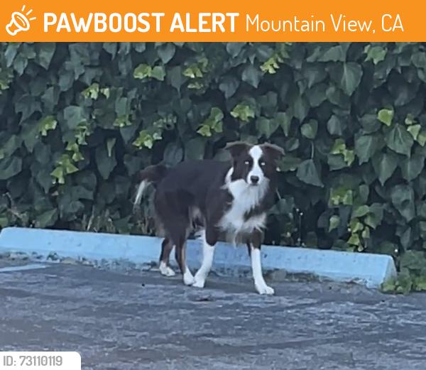 Found/Stray Unknown Dog last seen Castro St. and Fairmont Ave, Mountain View, CA 94041