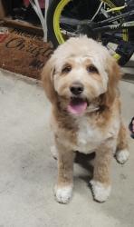 Reunited Female Dog last seen Fiese Rd, Dardenne Prairie, MO 63368