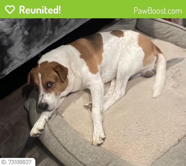 Reunited Male Dog last seen Morgan Hill, Temecula, CA 92592