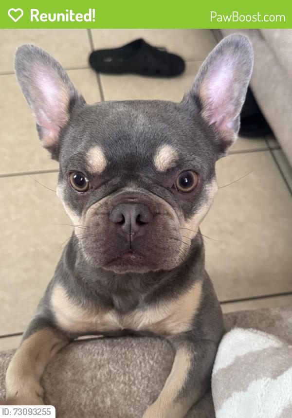 Reunited Female Dog last seen Near NW 14th St, Miami, FL 33125, USA, Miami, FL 33125