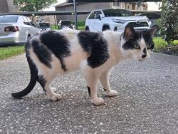 Found/Stray Female Cat last seen Bentley Green apmts, Jacksonville, FL 32256